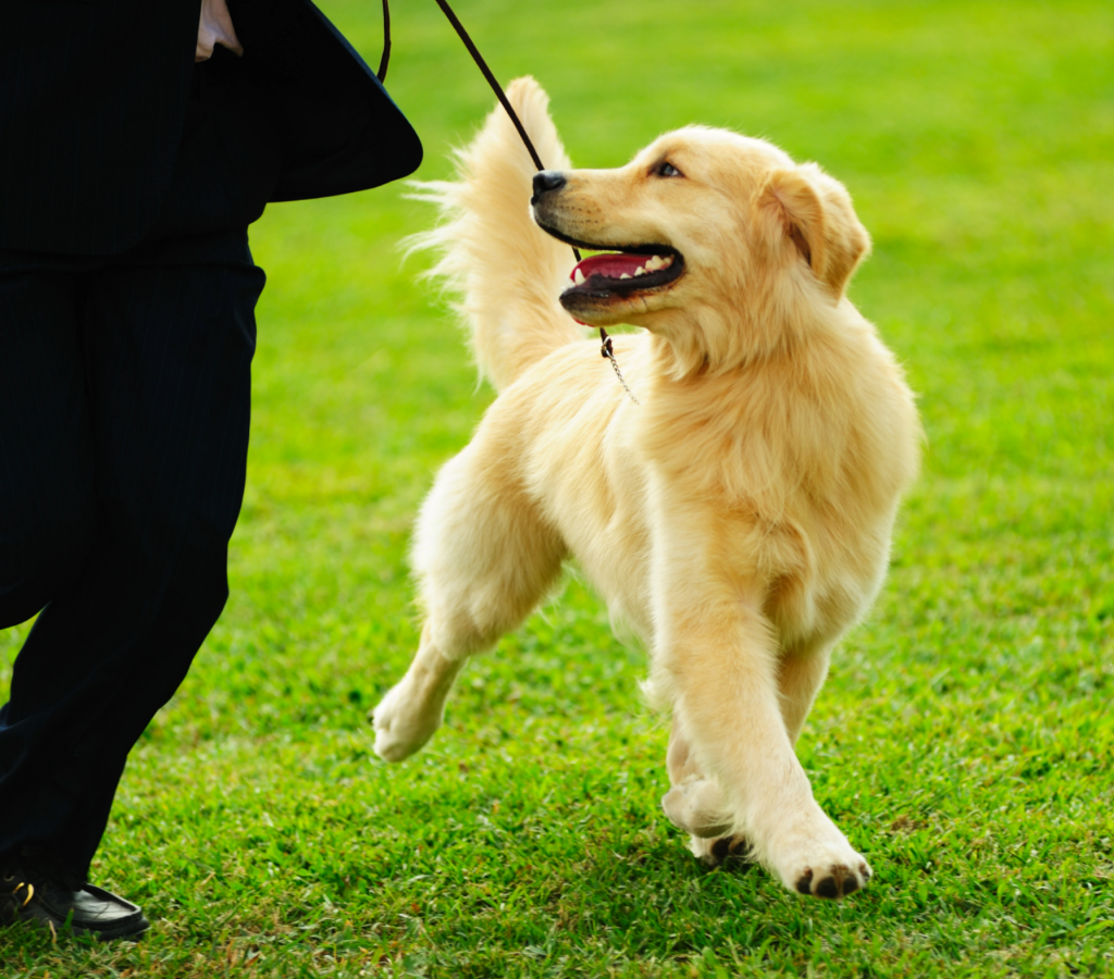 Elevated Ranch Bennett Canine